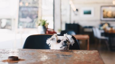 Tatlı köpeğe bak bir şey kahve dükkanında saati ile