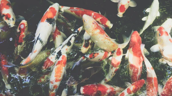 Короп риба японський Коі називається є водних тварин — стокове фото