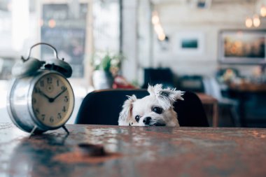Tatlı köpeğe bak bir şey kahve dükkanında saati ile