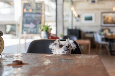 Tatlı köpeğe bak bir şey kahve dükkanında saati ile