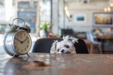 Tatlı köpeğe bak bir şey kahve dükkanında saati ile