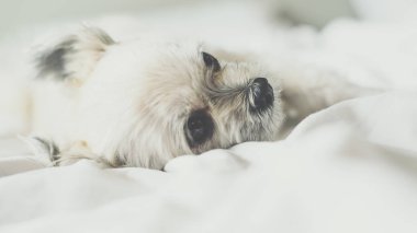 Tatlı köpek uyku beyaz peçe yatağa yatıyor