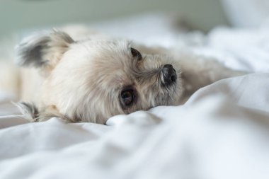 Tatlı köpek uyku beyaz peçe yatağa yatıyor