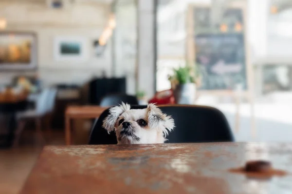Söt hund ser något i kafé med klocka — Stockfoto