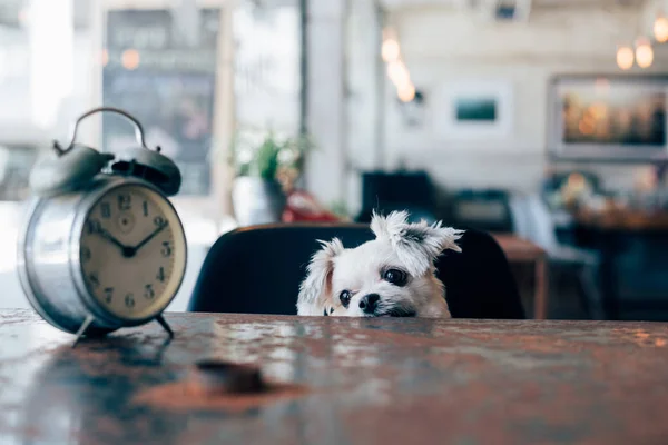 Sweet dog look something in coffee shop with clock — Stock Photo, Image