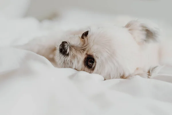 Sweet dog sleep lies on a bed of white veil