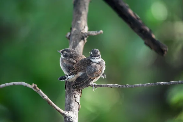 Dos pájaros (Pied Fantail Flycatcher) en la naturaleza salvaje — Foto de Stock