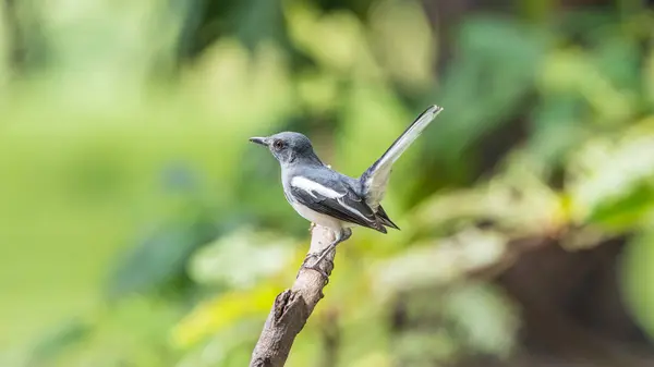 Pták (orientální Straka robin) v divoké přírodě — Stock fotografie