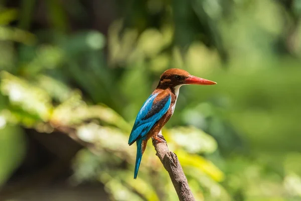 Птица (белогорлая Kingfisher) в дикой природе — стоковое фото