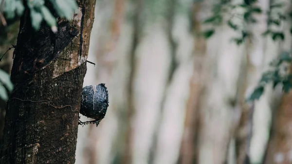 Árbol de goma en fila en una plantación de árboles de caucho —  Fotos de Stock