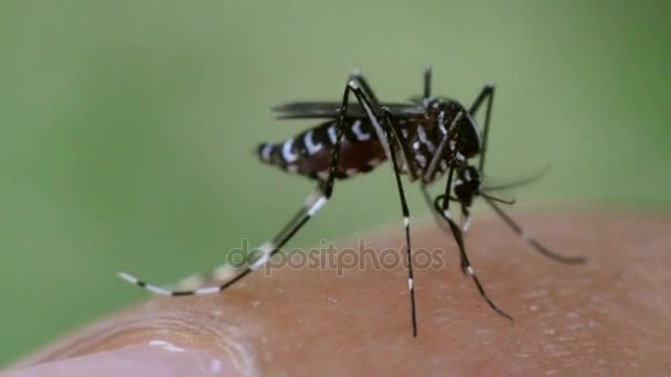 Macro de mosquito (Aedes aegypti) chupando sangre — Vídeos de Stock