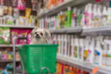 Çok şirin bir dakika bir evcil hayvan sahibi evde beslenen hayvan dükkanında köpek