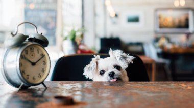 Tatlı köpeğe bak bir şey kahve dükkanında saati ile