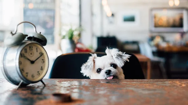 Söt hund ser något i kafé med klocka — Stockfoto