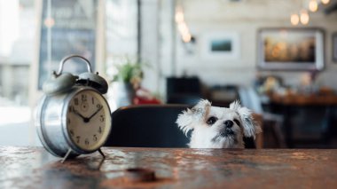 Tatlı köpeğe bak bir şey kahve dükkanında saati ile