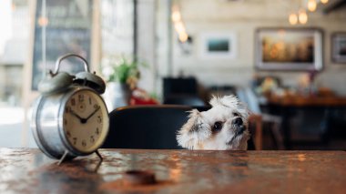 Tatlı köpeğe bak bir şey kahve dükkanında saati ile