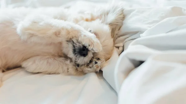 Sweet dog sleep lies on a bed of white veil — Stock Photo, Image