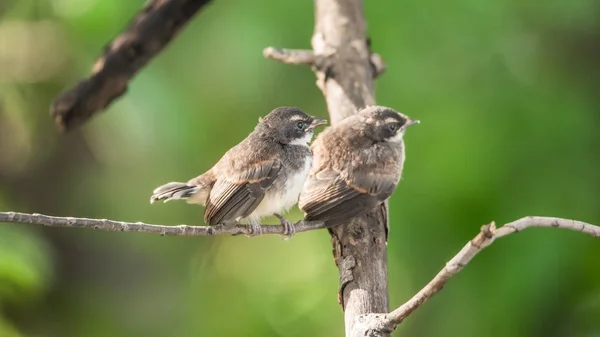 Dos pájaros (Pied Fantail Flycatcher) en la naturaleza salvaje — Foto de Stock