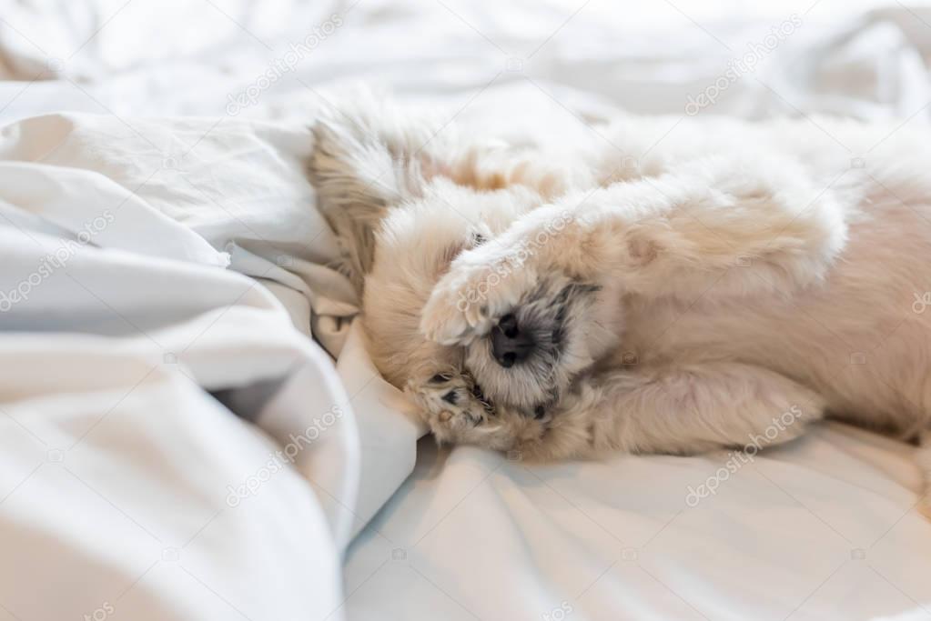 Sweet dog sleep lies on a bed of white veil