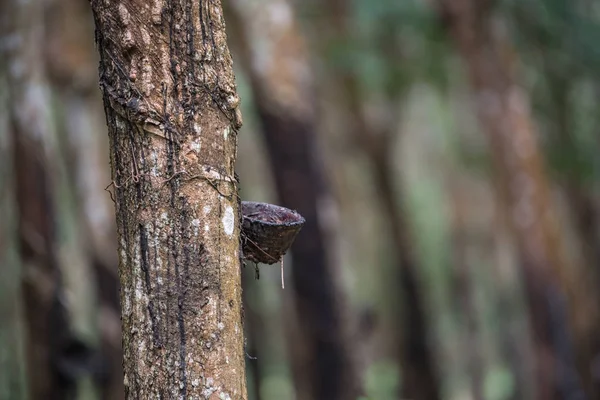 Árbol de goma en fila en una plantación de árboles de caucho — Foto de Stock