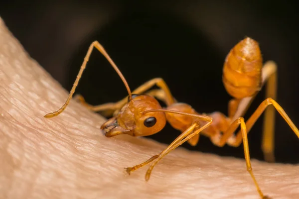 Macro de hormiga (hormiga roja) mordiendo la piel humana — Foto de Stock