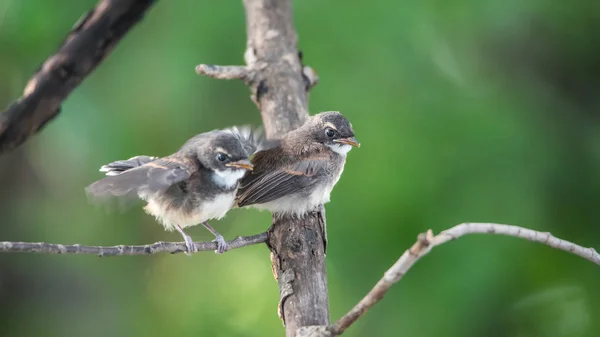 Dos pájaros (Pied Fantail Flycatcher) en la naturaleza salvaje — Foto de Stock