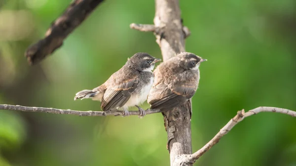 Dvě mouchy (Pied Fantail Flycatcher) v divoké přírodě — Stock fotografie