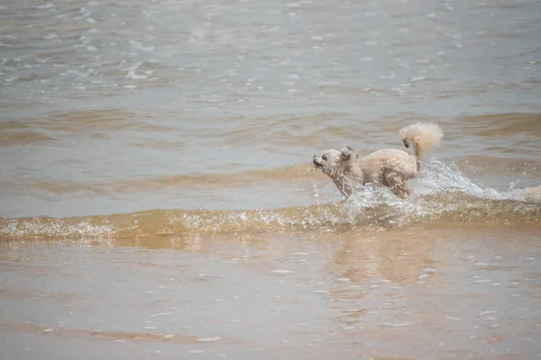 Perro corriendo diversión feliz en la playa cuando viaja en el mar —  Fotos de Stock