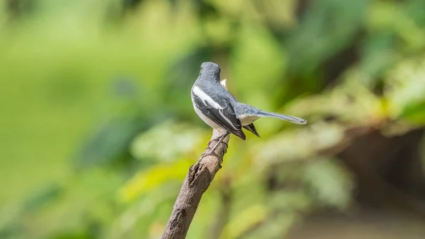 Pássaro (magpie-robin oriental) em uma natureza selvagem — Fotografia de Stock