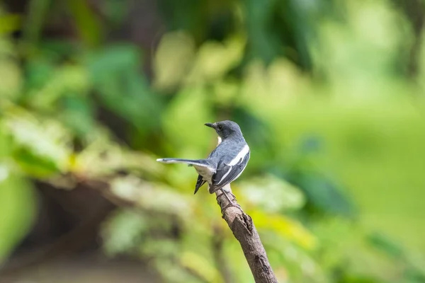 Πουλί (ανατολίτικη Κίσσα-robin) σε μια άγρια φύση — Φωτογραφία Αρχείου