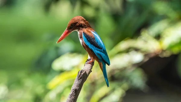 Pássaro (Kingfisher de garganta branca) em uma natureza selvagem — Fotografia de Stock