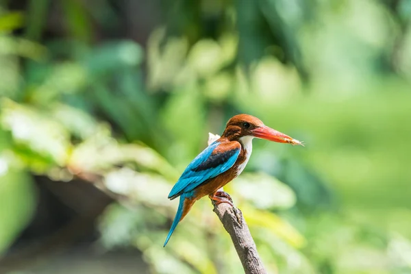(Λευκόλαιμο Kingfisher) πτηνών στην άγρια φύση — Φωτογραφία Αρχείου