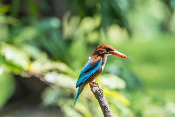 Oiseau (martin-pêcheur à gorge blanche) dans une nature sauvage — Photo