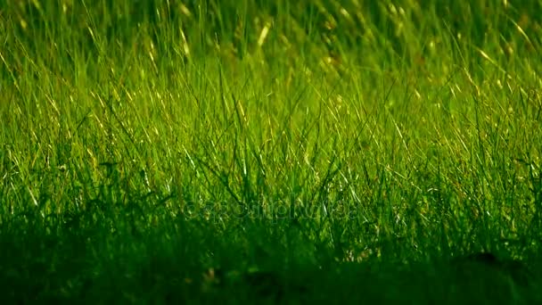 Травяное поле и цветок травы — стоковое видео