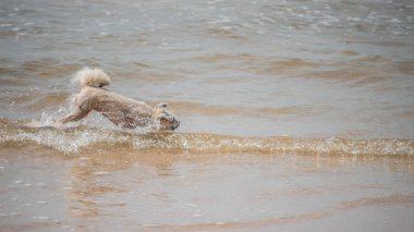 Kumsalda mutlu eğlenceli çalışan köpek denizde yolculuk ettiğinizde