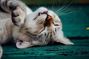 Park ahşap sandalye üzerinde doğa ile uyuyan kedi