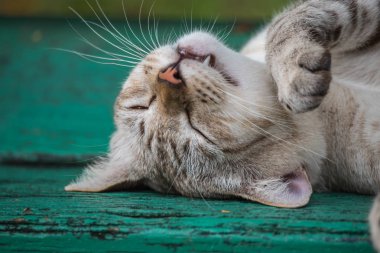 Park ahşap sandalye üzerinde doğa ile uyuyan kedi