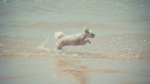 Perro corriendo diversión feliz en la playa cuando viaja en el mar — Foto de Stock