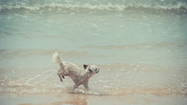 Dog running happy fun on beach when travel in sea — стоковое фото