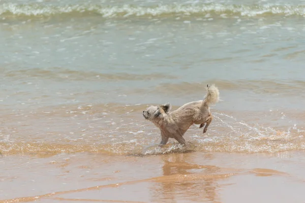 Kolejny szczęśliwy zabawa na plaży psa kiedy podróży na morzu — Zdjęcie stockowe