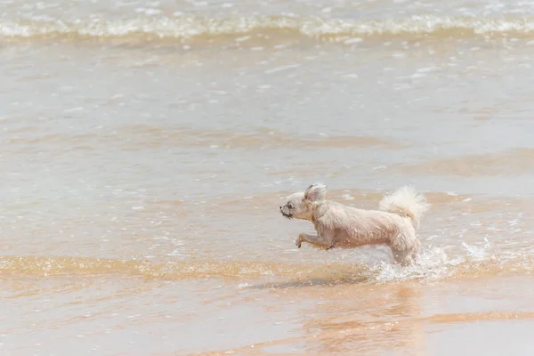 Dog running happy fun on beach when travel in sea — стоковое фото