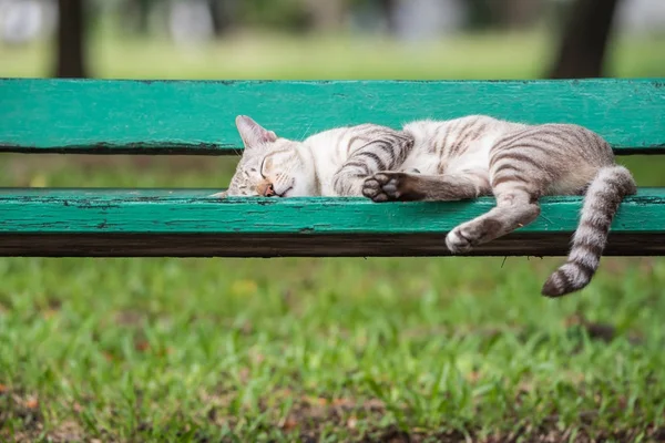 Kočka spící na dřevěné židli u parku s přírodou — Stock fotografie