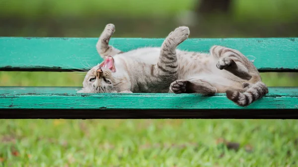 Chat dormant sur une chaise en bois au parc avec la nature — Photo