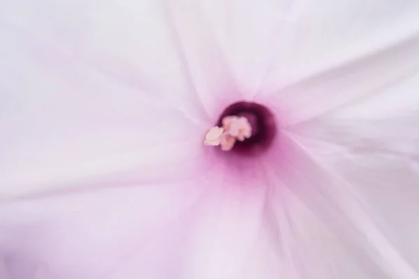 Kwiat (kwiat powoju, cicho.) — Zdjęcie stockowe