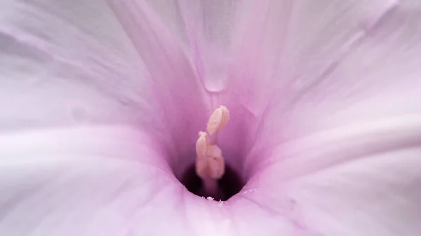 Flor (Flor del árbol de la gloria de la mañana, Convolvulaceae ) —  Fotos de Stock