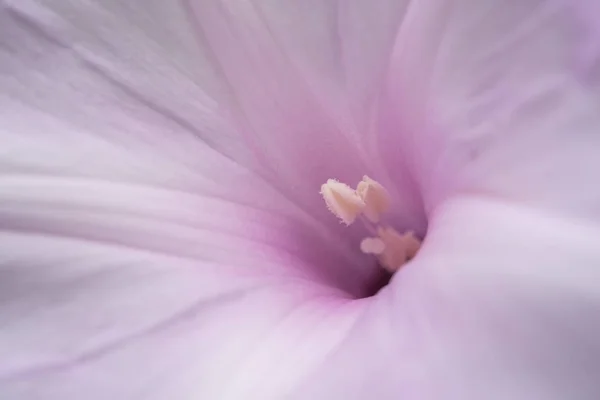 Flor (Flor del árbol de la gloria de la mañana, Convolvulaceae ) —  Fotos de Stock