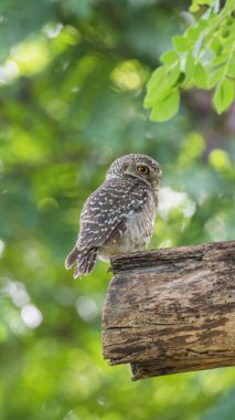 Vahşi doğada kuş (benekli owlet, baykuş)