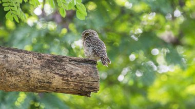 Vahşi doğada kuş (benekli owlet, baykuş)