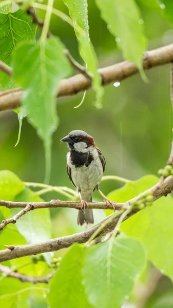 Pták (House Sparrow) na strom v divoké přírodě — Stock fotografie
