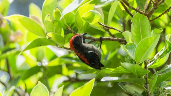 鸟 (猩红支持的 Flowerpecker) 自然野生 — 图库照片